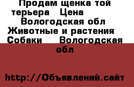 Продам щенка той терьера › Цена ­ 2 500 - Вологодская обл. Животные и растения » Собаки   . Вологодская обл.